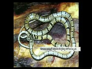 Srilankan flying snake found in Seshachalam forest - Sakshi