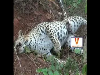 Leopard Killed by Smugglers in Simhachalam - Sakshi