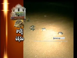 Tortoise Festival in Srikakulam - Sakshi