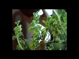 How Plants Secretly Talk to Each Other - Sakshi