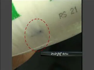 Flies found in Milk Packets - Sakshi