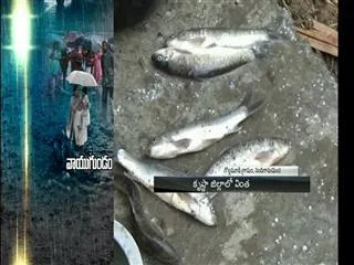 fish-rain-in-krishna-district - Sakshi