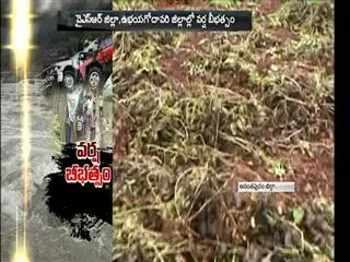 crops are affected by the rain - Sakshi