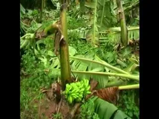 Unseasonal Rain and Wind leaves Banana farmers - Sakshi