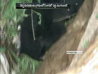 Bear fall into Well in Anantapur District - Sakshi