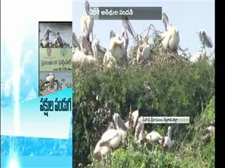 Flamingo festival at Sullurupeta from Jan 9 - Sakshi