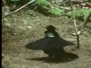 This bird will out-dance you, because it has a built-in tutu - Sakshi