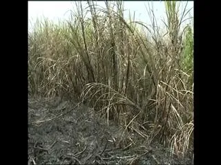 The assailants fired sugarcane - Sakshi
