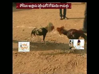 cock fights festival - Sakshi