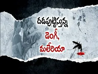 Dengue Fever Bites Telugu States - Sakshi