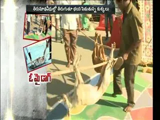 Dogs Hulchal in Tirumala - Sakshi