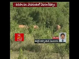 Elephant Attack in Vijayanagaram District - Sakshi