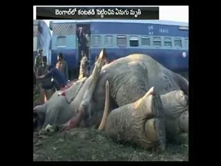 Elephant dies in Bengal; hit by Siliguri Express train - Sakshi