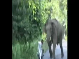 Narrow Escape for Bikers in Elephant Attack - Sakshi