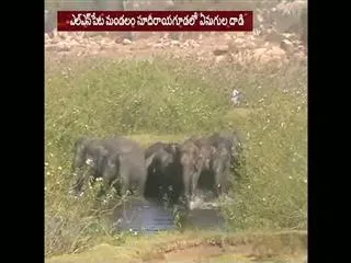 Elephants Hulchul in Srikakulam - Sakshi