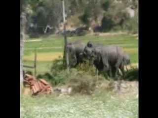 Elephants damage crops in chittoor district - Sakshi