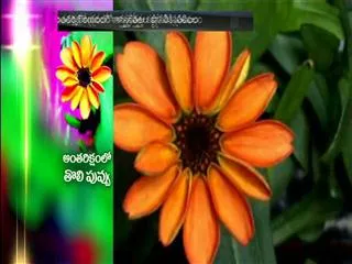 NASA astronaut Scott Kelly shares picture of first flower grown in space - Sakshi