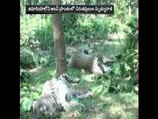2 Tigers died at madyapradesh forest area - Sakshi