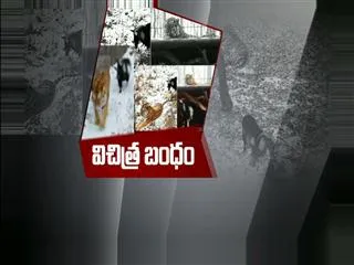 peculiar relationship between tiger and goat - Sakshi