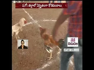 More than Rs 100 crore Cock fights in godavari districts first day - Sakshi