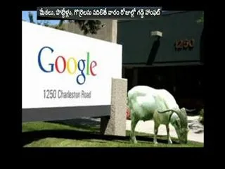 Goats to cut the grass in the Google office - Sakshi