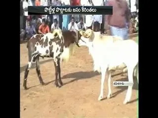 Goat Fight in Madhurai - Sakshi