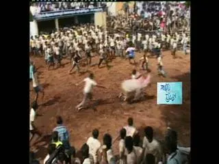 Seven petitions appealed in supreme court against to allow Jallikattu - Sakshi