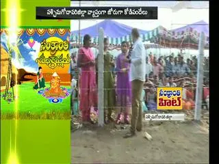 'Ladies' Attend Cock Fighting in || West Godavari - Sakshi