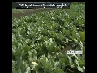 Aaku Kuralu didm't eat in karthika Month - Sakshi
