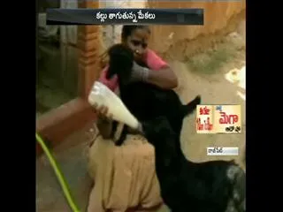 The goats drank liquor in medak district - Sakshi