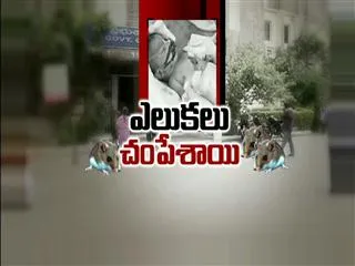 10 days baby boy injured in rats attack at hospital - Sakshi