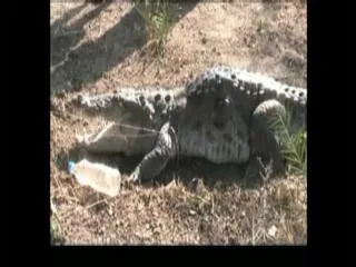 Crocodile in Fish lake At Cherlapally || Mehaboobnagar - Sakshi