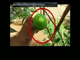 Mosambi fruit on neem tree - Sakshi