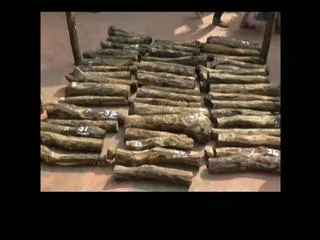 Redsander Caught in Nellore District - Sakshi