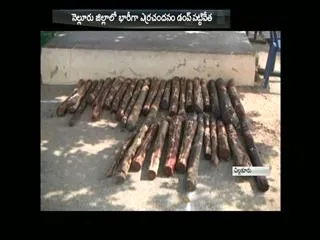 Red sandalwood Dump Capture in Nellore District - Sakshi