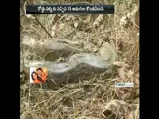 huge python strikes in Gorakhpur - Sakshi