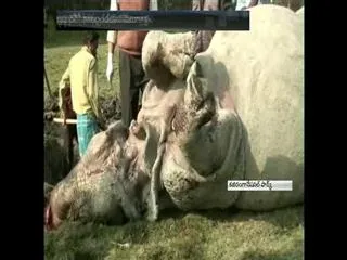 Adult rhino killed inside Kaziranga national park - Sakshi