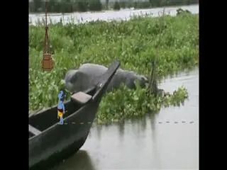 Flood threatens  for Kaziranga nationalpark - Sakshi