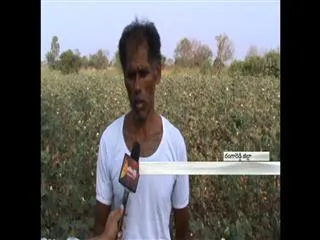 cotton farmers faces losses in ranga reddy district - Sakshi