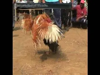 Cock Fighting in Peddapuram During Pongal - Sakshi