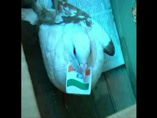 dove dies after being thrown into the air with crackers in west godavari - Sakshi