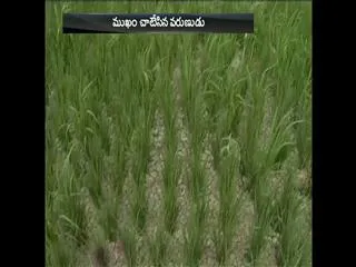 Anantapur Farmers waiting for rain - Sakshi