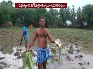 fish rain at uvuruvari palem - Sakshi
