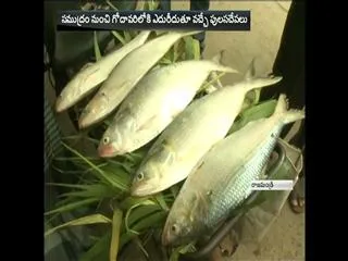 Fish Cost Rs.2000 TO 5000 in Godavari Distrcts - Sakshi