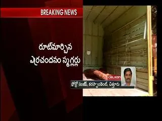 Redsandles Seized By Police || Chittoor - Sakshi