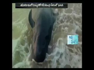 100 Whales Wash Up At Beach 600 Km From Chennai - Sakshi