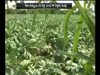 Full rights to them on land, the capital of Andhra Pradesh! - Sakshi