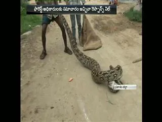 Python swallows fox, captured in Prakasam - Sakshi
