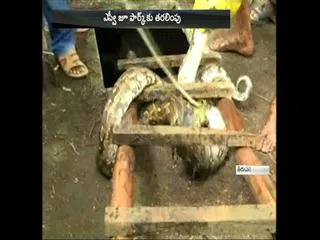 Snake Halchal in TTD Ruia Hospital - Sakshi