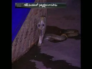 Snake at Ganesh idol in Rangareddy District - Sakshi